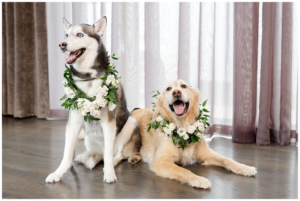 dogs-with-flower-necklace-dalay-ket